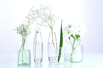 Plants in various glass containers isolated on white
