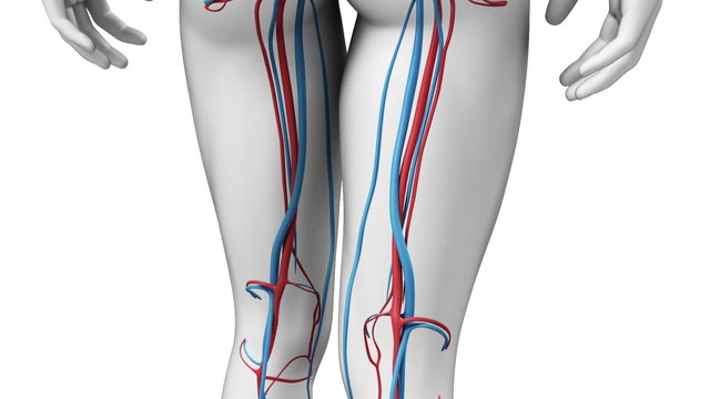 Animation showing the human vascular system