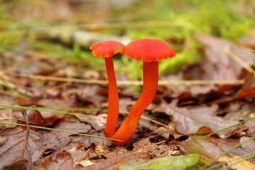 Champignon, hygrocybe calciphila duo