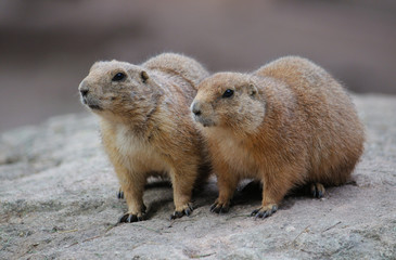 Naklejka na ściany i meble A pair of curious marmot sitting on a rock