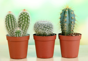 Beautiful cactuses on wooden table