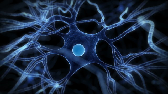 Animation of a human nerve cell