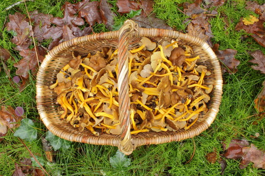 Champignon, panier chanterelles 4