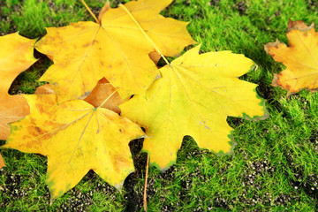 Beautiful autumn leaves on grass