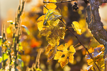 Vine Grapes close-up