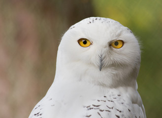 Portrait of snow owl