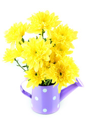 Yellow chrysanthemum flowers in watering can isolated on white