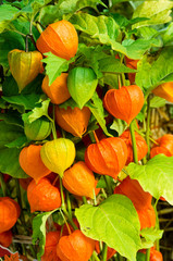Chinese Lantern plants with orange lanterns
