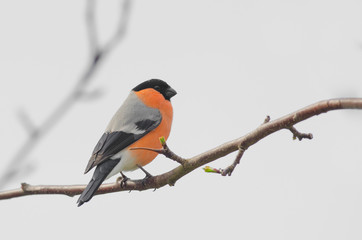Bullfinch