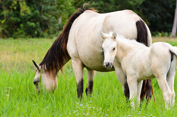 White horse mare and foal in a grass.