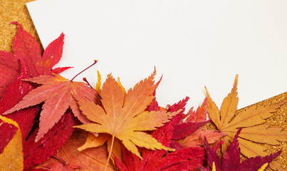 White Paper card with maple