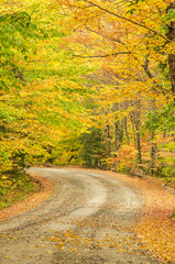 Naklejka premium Colourful Trees on a Curving Country Road in Autumn