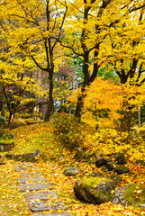 Forest in autumn