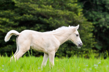 Obraz na płótnie Canvas Biały koń ¼rebię w zielonej trawie