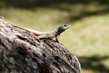 Calango - Lizard on tree