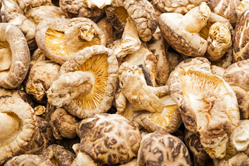 Fototapeta premium Dried mushroom shiitake