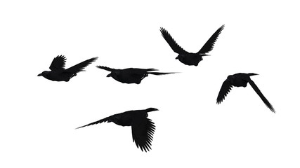 鳥のシルエット