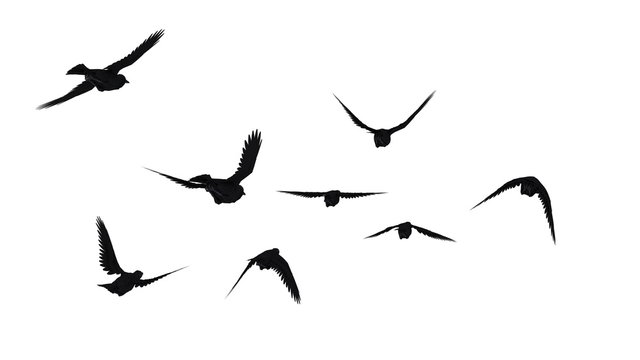 羽ばたく鳥 の画像 33 454 件の Stock 写真 ベクターおよびビデオ Adobe Stock