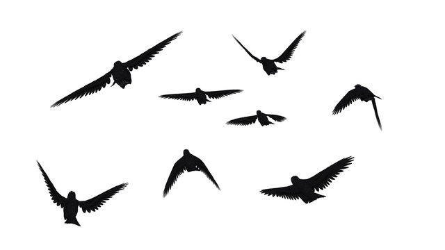 Crow Swarm の画像 562 件の Stock 写真 ベクターおよびビデオ Adobe Stock