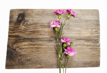 Pink carnation isolated on wooden background. Graphic element
