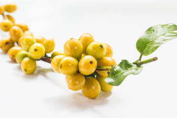 coffee bean on green leaf