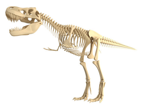 Tyrannosaurus  T Rex Skeleton