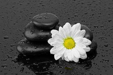 black stones and white flower with water drops - 58191915