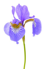 Mooie paarse vlag bloem (Iris) geïsoleerd op een witte achtergrond