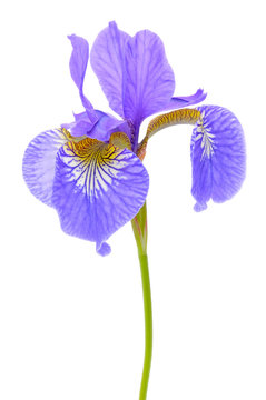 Beautiful Purple Flag Flower (Iris) Isolated on White Background