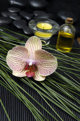 Single orchid with massage oil and candle