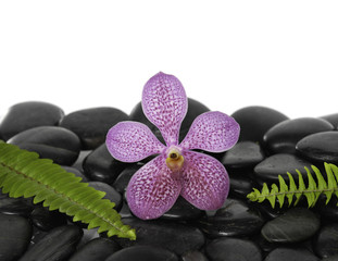 orchid and leaf on pebbles background