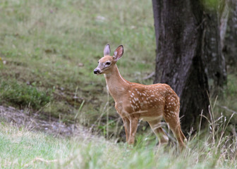 Fawn and Tree