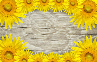 Old wood frame and background with sun flowers