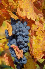 Weintraube rot - grape red 33
