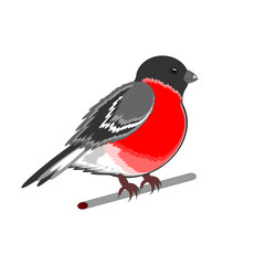 Eurasian bullfinch (Pyrrhula pyrrhula) isolated on a white backg