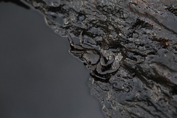 crab and crude oil spill on the stone a