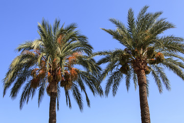 Fototapeta premium Palmen mit Dattelfrüchten