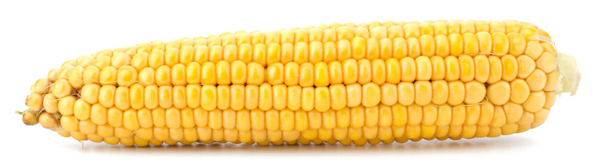 Fresh raw corn cobs isolated on the white background