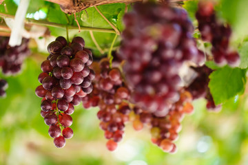 Bunches of grapes in a vineyard
