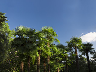 Fototapeta na wymiar Sunny palm trees