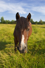 A horse grazes on a meadow