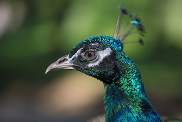 Fototapeta premium Portrait of a peacock