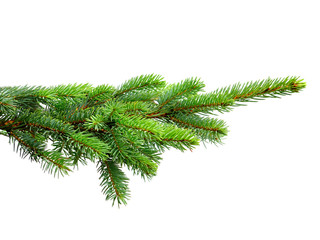 fir tree