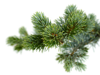 fir tree