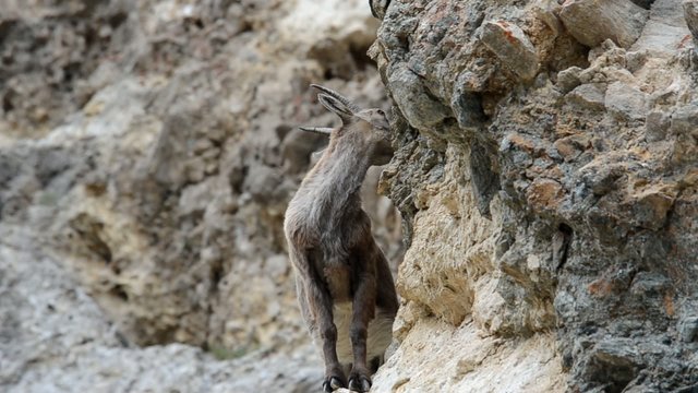 stambecco  Capra ibex