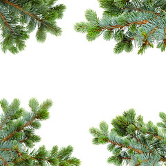 fir tree