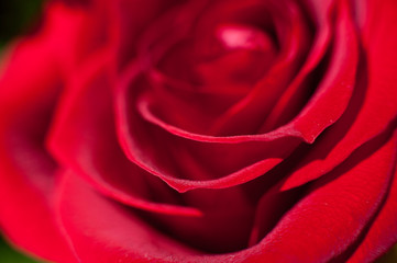 Close up of red rose petal