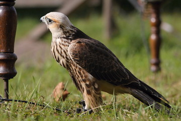 falcon