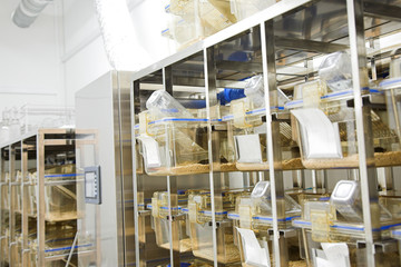 cages with white mouse