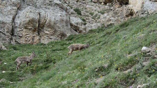 stambecco  Capra ibex